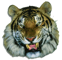 http://myfhology.narod.ru/myth-animals/tiger-hed.gif