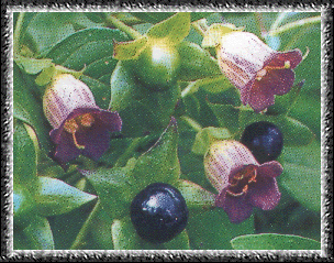  -  - Atropa belladonna
